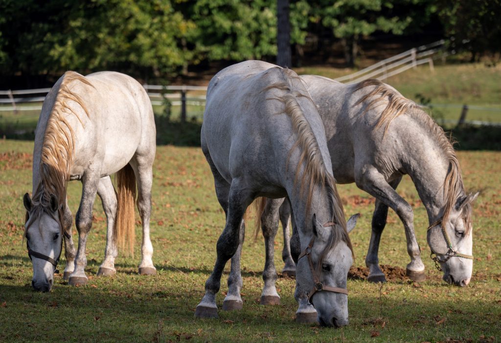 The youngest and oldest Lipizzaners are only a stone's throw away from the Park of Military History Pivka on the Ravne estate. (author: Boštjan Kurent)